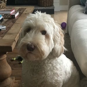 Meet your Posher, Danielle